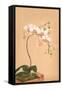 Phalenopsis Stuartiana; Philippine Orchid-H.g. Moon-Framed Stretched Canvas