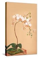 Phalenopsis Stuartiana; Philippine Orchid-H.g. Moon-Stretched Canvas
