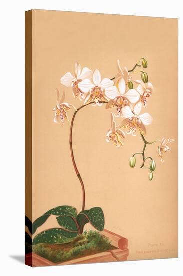 Phalenopsis Stuartiana; Philippine Orchid-H.g. Moon-Stretched Canvas