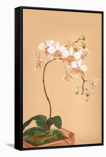 Phalenopsis Stuartiana; Philippine Orchid-H.g. Moon-Framed Stretched Canvas