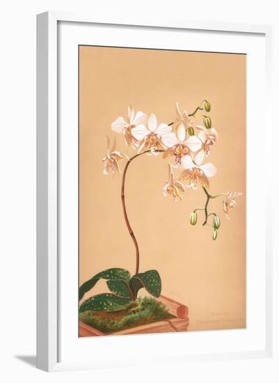 Phalenopsis Stuartiana; Philippine Orchid-H.g. Moon-Framed Art Print