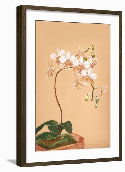 Phalenopsis Stuartiana; Philippine Orchid-H.g. Moon-Framed Art Print