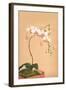 Phalenopsis Stuartiana; Philippine Orchid-H.g. Moon-Framed Art Print