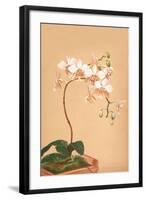 Phalenopsis Stuartiana; Philippine Orchid-H.g. Moon-Framed Art Print