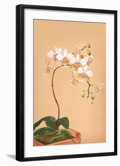 Phalenopsis Stuartiana; Philippine Orchid-H.g. Moon-Framed Art Print