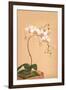 Phalenopsis Stuartiana; Philippine Orchid-H.g. Moon-Framed Art Print