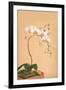 Phalenopsis Stuartiana; Philippine Orchid-H.g. Moon-Framed Art Print