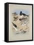 Phaleropes, Oystercatcher, Avocet, Turnstone and Stilt, C.1915 (W/C & Bodycolour with Gum Arabic Ov-Archibald Thorburn-Framed Stretched Canvas