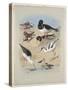 Phaleropes, Oystercatcher, Avocet, Turnstone and Stilt, C.1915 (W/C & Bodycolour with Gum Arabic Ov-Archibald Thorburn-Stretched Canvas