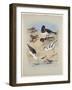 Phaleropes, Oystercatcher, Avocet, Turnstone and Stilt, C.1915 (W/C & Bodycolour with Gum Arabic Ov-Archibald Thorburn-Framed Giclee Print