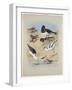 Phaleropes, Oystercatcher, Avocet, Turnstone and Stilt, C.1915 (W/C & Bodycolour with Gum Arabic Ov-Archibald Thorburn-Framed Giclee Print