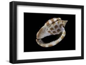 Phalium Areola-Paul Starosta-Framed Photographic Print