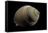 Phalium Craticulatum-Paul Starosta-Framed Stretched Canvas