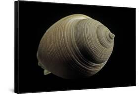 Phalium Craticulatum-Paul Starosta-Framed Stretched Canvas