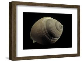 Phalium Craticulatum-Paul Starosta-Framed Photographic Print