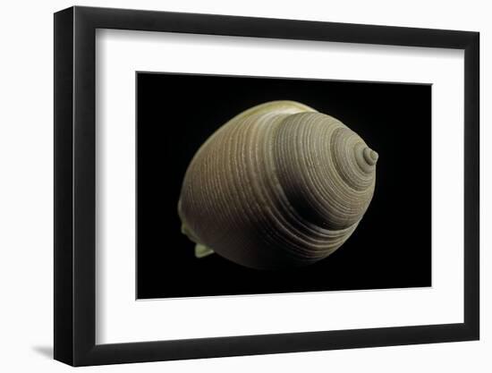 Phalium Craticulatum-Paul Starosta-Framed Photographic Print