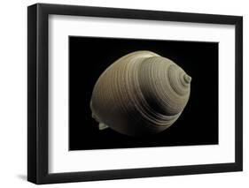 Phalium Craticulatum-Paul Starosta-Framed Photographic Print