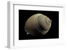 Phalium Craticulatum-Paul Starosta-Framed Photographic Print