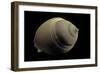 Phalium Craticulatum-Paul Starosta-Framed Photographic Print