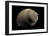 Phalium Craticulatum-Paul Starosta-Framed Photographic Print