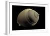 Phalium Craticulatum-Paul Starosta-Framed Photographic Print