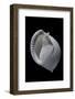 Phalium Umbilicatum-Paul Starosta-Framed Photographic Print