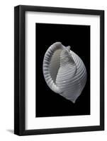 Phalium Umbilicatum-Paul Starosta-Framed Photographic Print