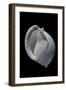 Phalium Umbilicatum-Paul Starosta-Framed Photographic Print