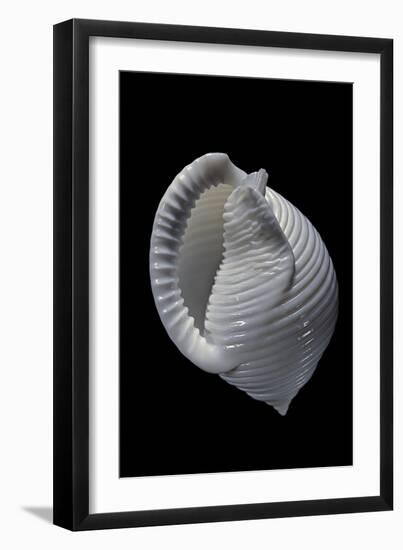 Phalium Umbilicatum-Paul Starosta-Framed Photographic Print