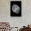 Phalium Umbilicatum-Paul Starosta-Framed Photographic Print displayed on a wall