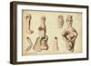 Phallic Emblems from Tel Jagur, Mr Shapira's Collection, 1872-Claude Conder-Framed Giclee Print