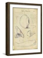 Phallic Emblems, Mr Shapira's Collection, Plate 5, 1872-Claude Conder-Framed Giclee Print