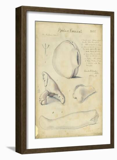 Phallic Emblems, Mr Shapira's Collection, Plate 5, 1872-Claude Conder-Framed Giclee Print