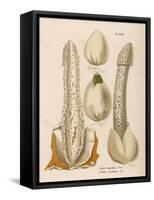 Phallus Impudicus (Poisonous)-null-Framed Stretched Canvas