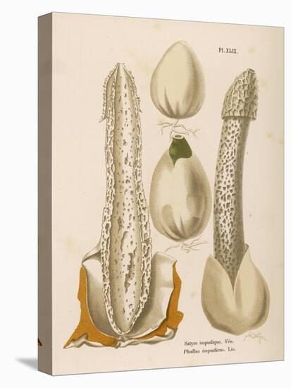 Phallus Impudicus (Poisonous)-null-Stretched Canvas