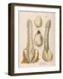 Phallus Impudicus (Poisonous)-null-Framed Art Print