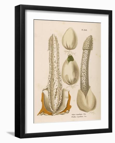 Phallus Impudicus (Poisonous)-null-Framed Art Print