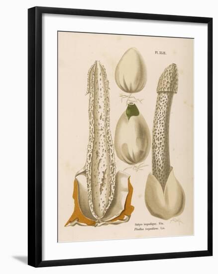 Phallus Impudicus (Poisonous)-null-Framed Art Print
