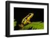 Phantasmal Poison Arrow Frog, Ecuador-Pete Oxford-Framed Photographic Print