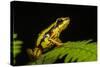 Phantasmal Poison Arrow Frog, Ecuador-Pete Oxford-Stretched Canvas