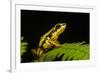 Phantasmal Poison Arrow Frog, Ecuador-Pete Oxford-Framed Photographic Print