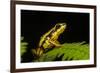 Phantasmal Poison Arrow Frog, Ecuador-Pete Oxford-Framed Photographic Print