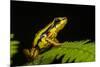 Phantasmal Poison Arrow Frog, Ecuador-Pete Oxford-Mounted Photographic Print