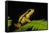 Phantasmal Poison Arrow Frog, Ecuador-Pete Oxford-Framed Stretched Canvas