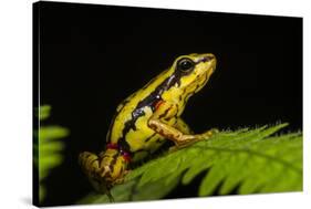 Phantasmal Poison Arrow Frog, Ecuador-Pete Oxford-Stretched Canvas