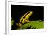 Phantasmal Poison Arrow Frog, Ecuador-Pete Oxford-Framed Photographic Print