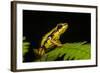 Phantasmal Poison Arrow Frog, Ecuador-Pete Oxford-Framed Photographic Print