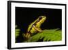 Phantasmal Poison Arrow Frog, Ecuador-Pete Oxford-Framed Photographic Print