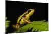 Phantasmal Poison Arrow Frog, Ecuador-Pete Oxford-Mounted Photographic Print