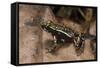 Phantasmal Poison Arrow Frog, Ecuador-Pete Oxford-Framed Stretched Canvas